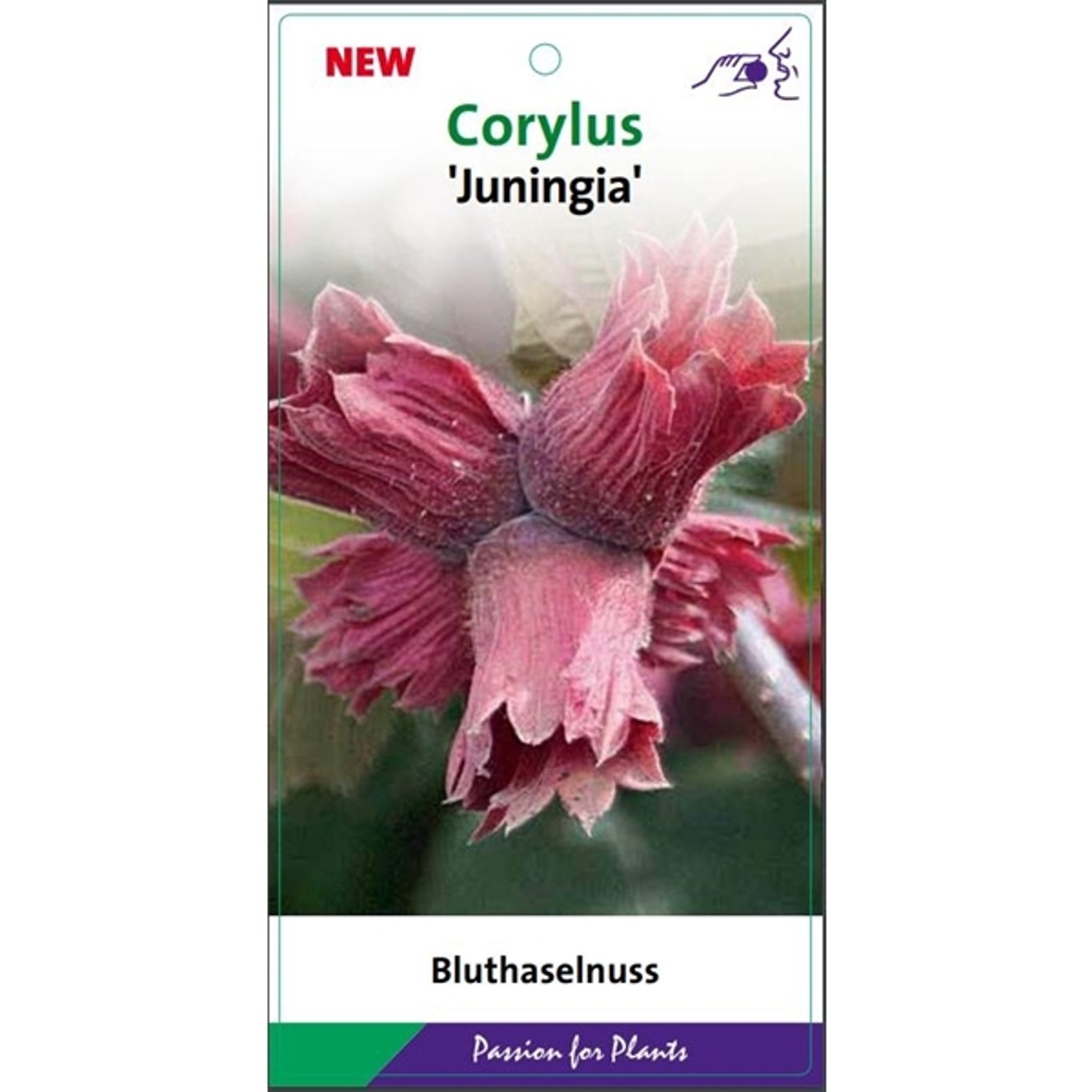 Corylus 'Juningia' - C5 80-100 CM